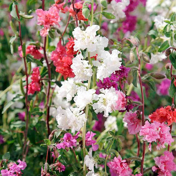 Clarkia elegans 'Pretty Polly Mix' - Seeds