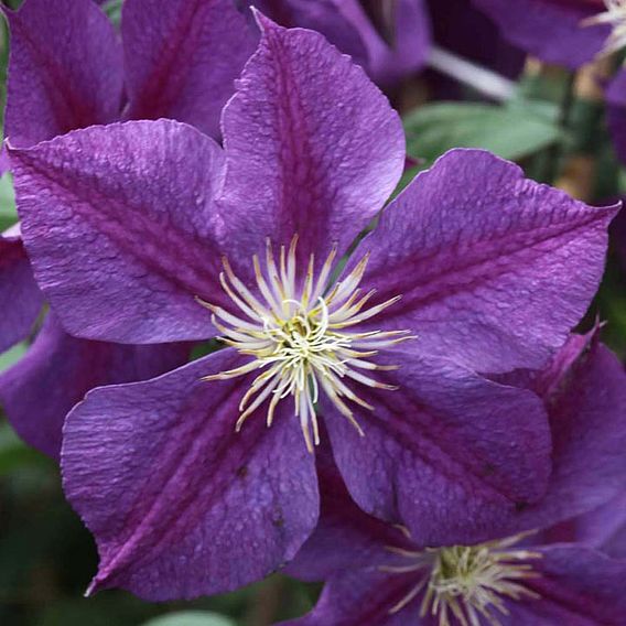 Clematis 'Star of India'