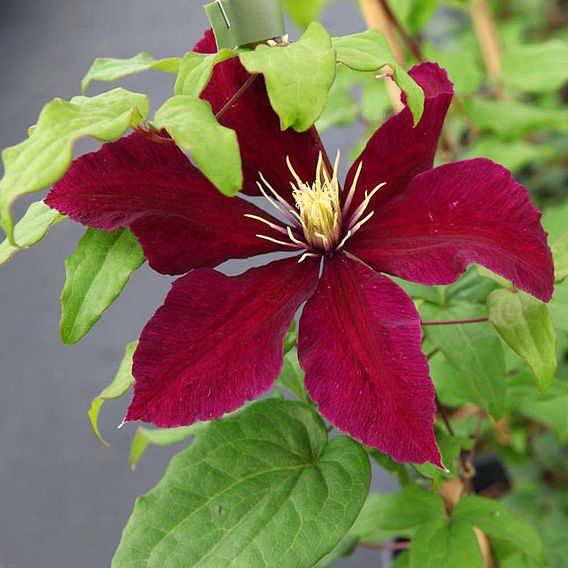 Clematis 'Niobe'