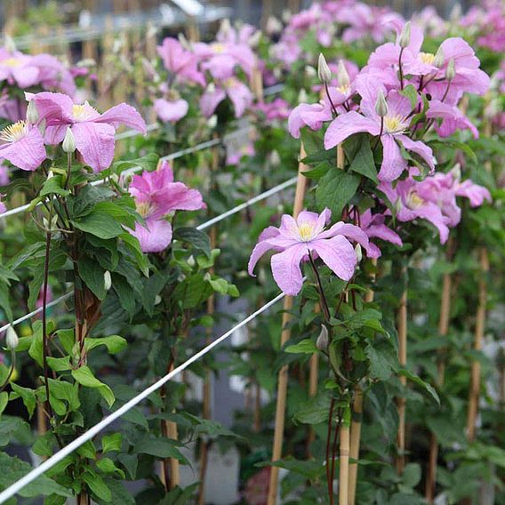 Clematis 'Comtesse de Bouchaud'