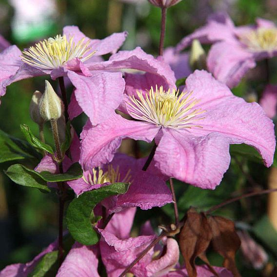 Clematis 'Comtesse de Bouchaud'