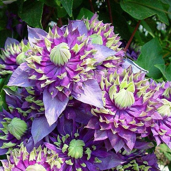 Clematis florida 'Taiga'