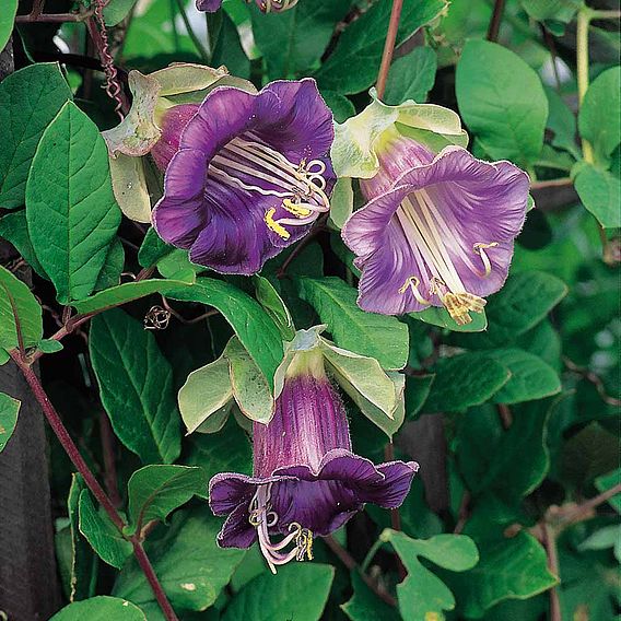 Cup and Saucer Seeds (Cathedral Bells)