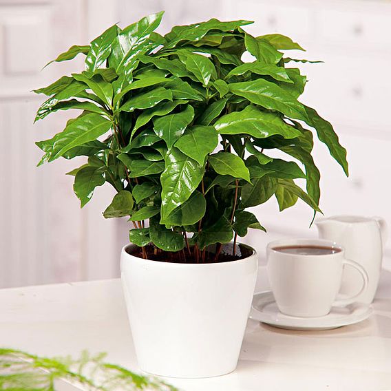 Barista - Houseplant Seeds
