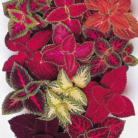 Coleus 'Rainbow Mix' - Seeds