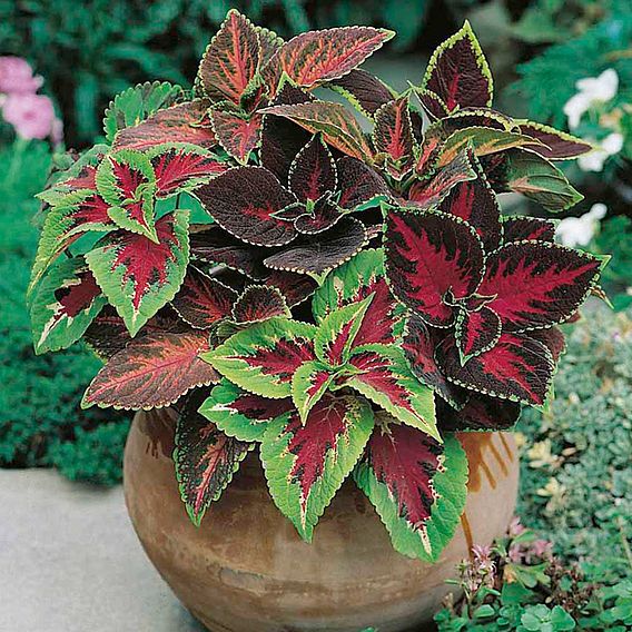 Coleus 'Rainbow Mix' - Seeds