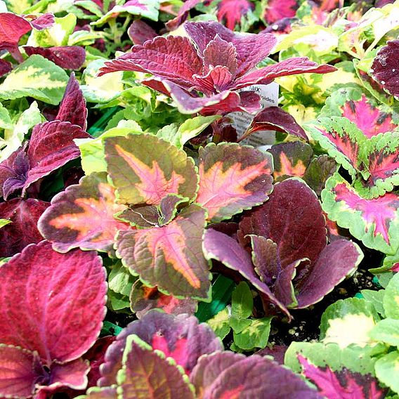 Coleus 'Rainbow Mix' - Seeds