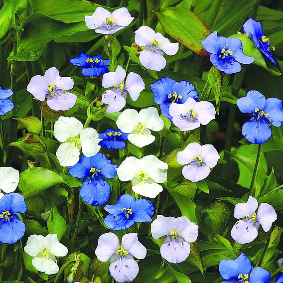 Commelina 'Starry Starry Sky' - Seeds