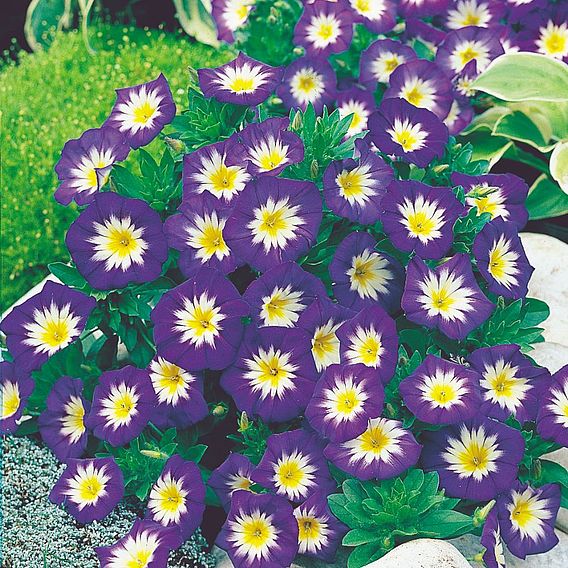 Convolvulus minor 'Blue Ensign' - Seeds