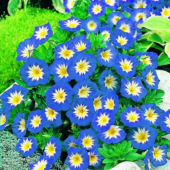 Convolvulus minor 'Blue Ensign' - Seeds