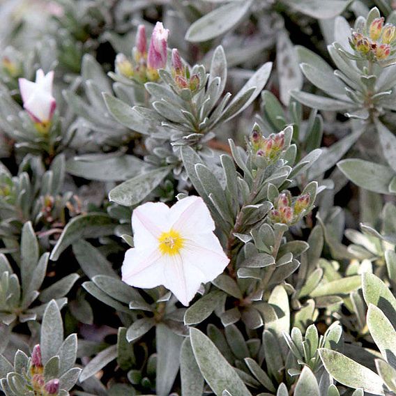 Convolvulus Cneorum