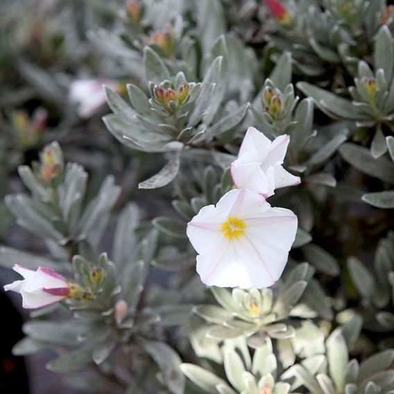 Convolvulus Cneorum