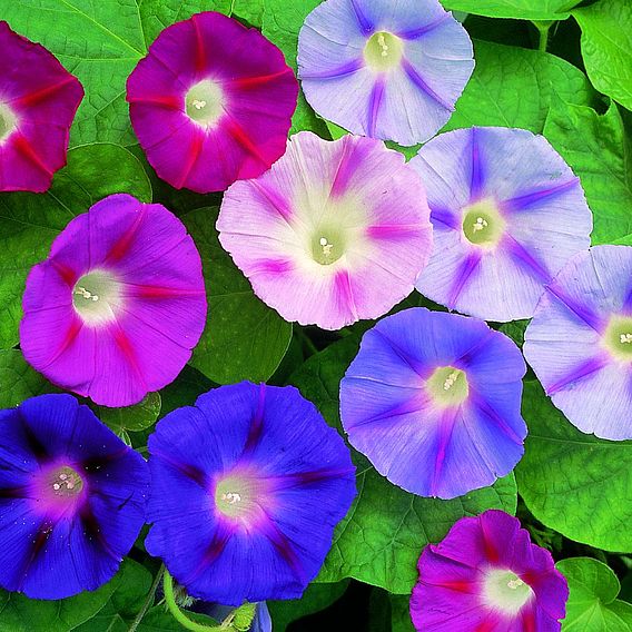 Convolvulus major Seeds - Trumpet Mix