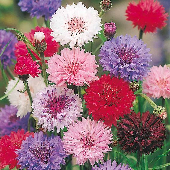 Cornflower 'Polka Dot Mix' - Seeds