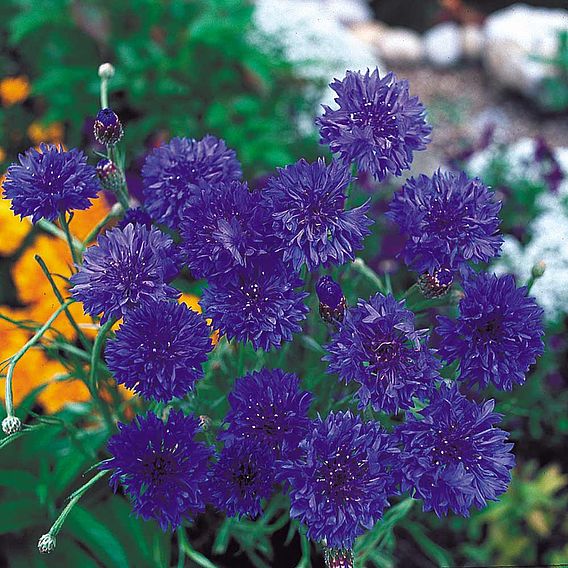 Cornflower Seeds - Blue Diadem