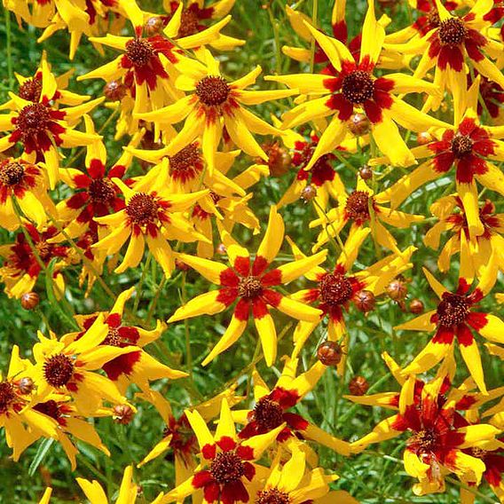 Coreopsis Seeds - Mardi Gras