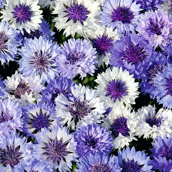 Cornflower Seeds - Classic Fantastic