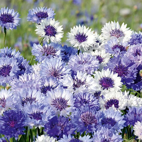 Cornflower 'Classic Fantastic' - Seeds