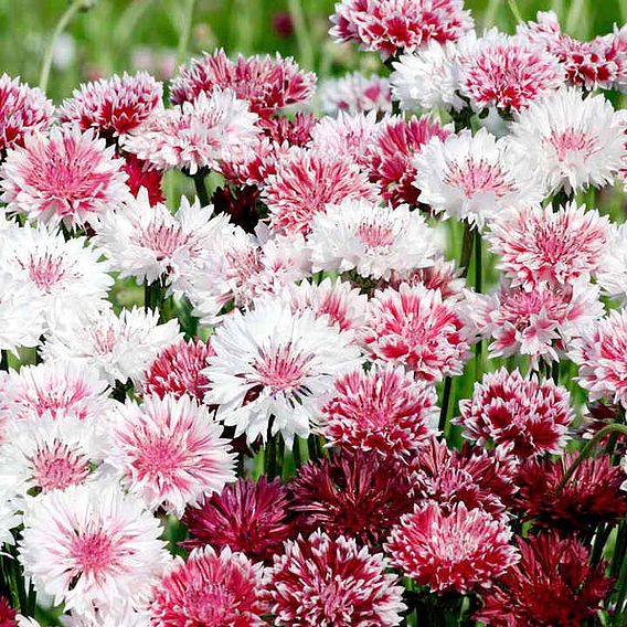 Cornflower Seeds - Classic Romantic