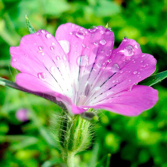 Corncockle - Wildlife Garden Seeds