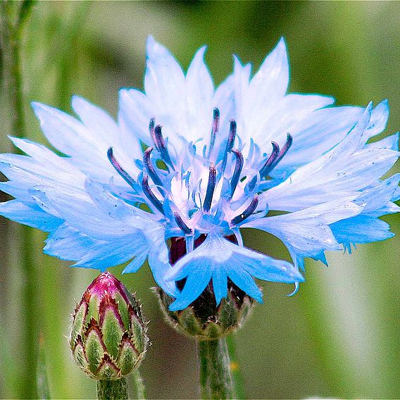 Cornflower Seeds - Blue Diadem