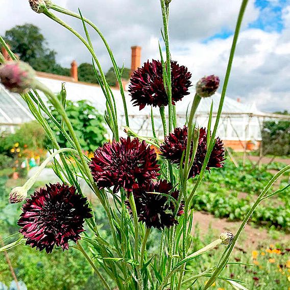 Cornflower Seeds - Black Ball