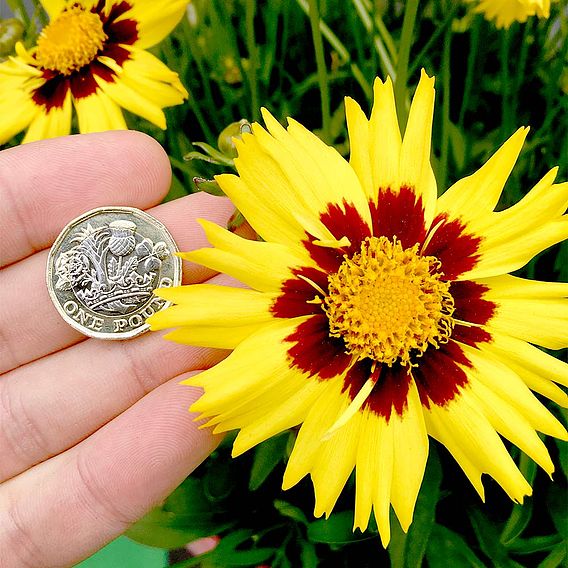 Coreopsis 'Sunkiss'