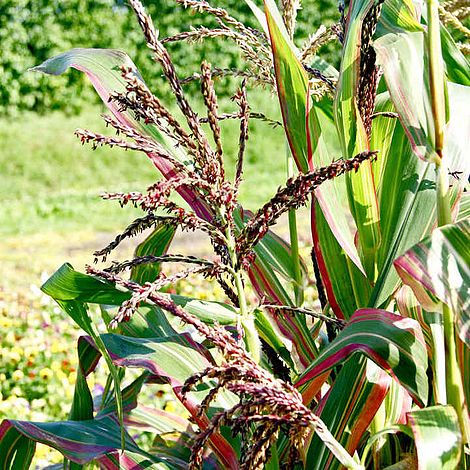 Prairie Seeds - Ornamental Corn Japonica