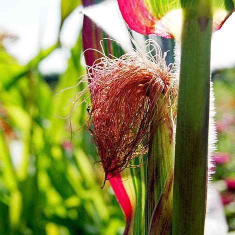 Prairie 'Ornamental Corn Japonica' - Seeds
