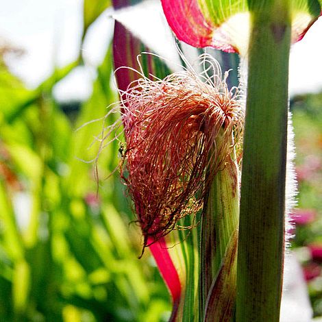 Prairie Seeds - Ornamental Corn Japonica