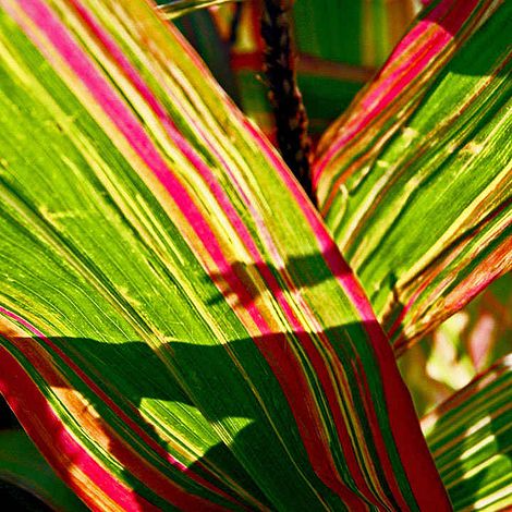 Prairie 'Ornamental Corn Japonica' - Seeds