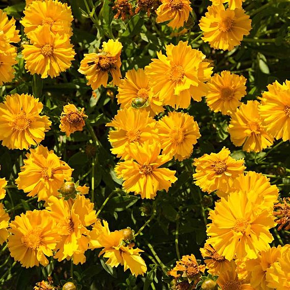 Coreopsis 'Sunburst' - Seeds