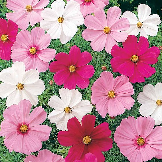 Cosmos 'Sonata Dwarf Mix' - Seeds