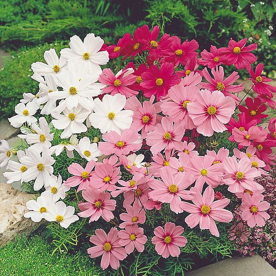 Cosmos 'Sonata Dwarf Mix' - Seeds