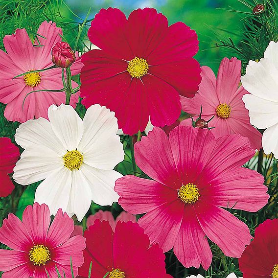 Cosmos 'Sensation Tall Mix' - Seeds