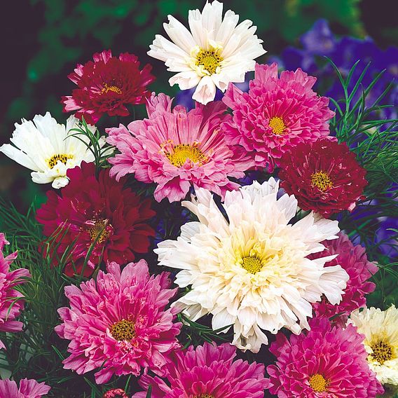 Cosmos 'Double Click' - Seeds