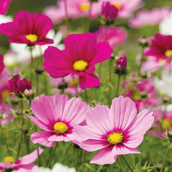 Cosmos 'Sonata Dwarf Mix' - Seeds
