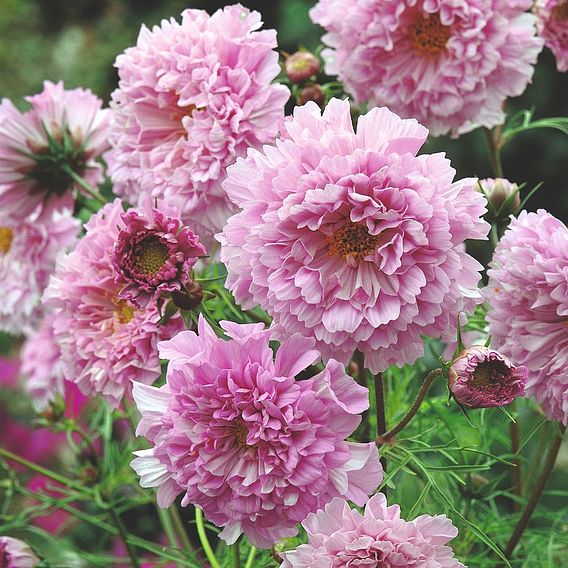 Cosmos 'Rose Bonbon' - Seeds