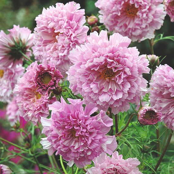 Cosmos Seeds - Rose Bonbon