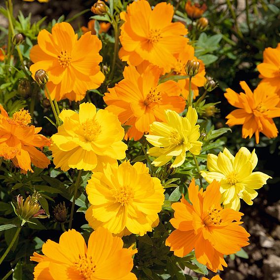 Cosmea Seeds - Brightness Mix