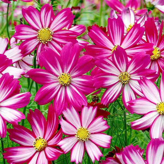 Cosmos 'Red Stripe' - Seeds