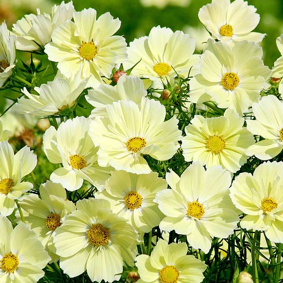 Cosmos Seeds - Xanthos