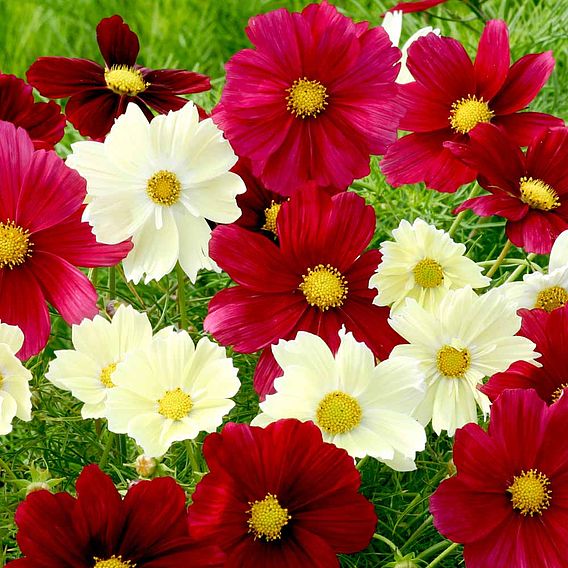 Cosmos 'Rubies in Sunshine' - Seeds