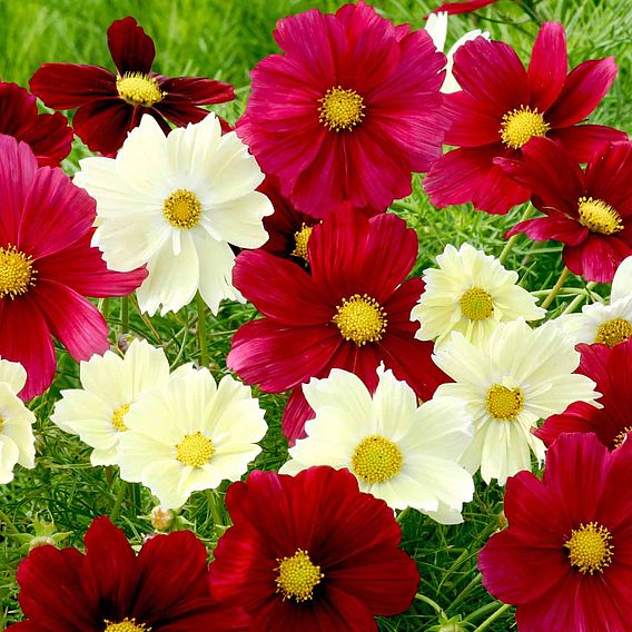 Cosmos Seeds - Rubies in Sunshine