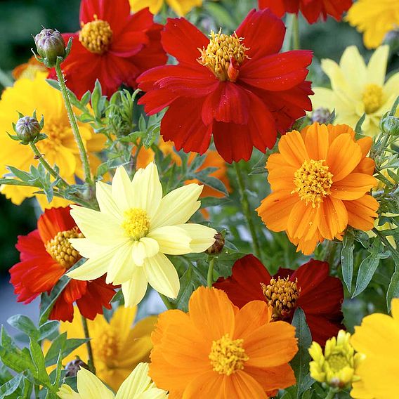 Cosmea 'Brightness Mix' - Seeds