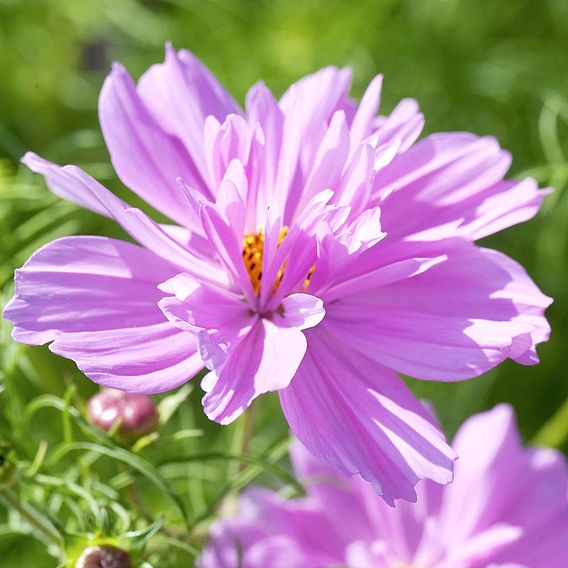 Cosmos 'Fizzy Pink' - Seeds