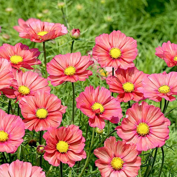Cosmos 'Xsenia' - Seeds