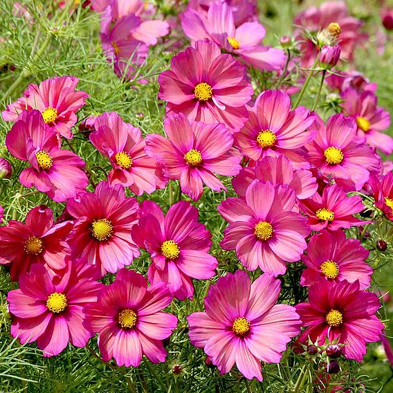 Cosmos 'Xsenia' - Seeds