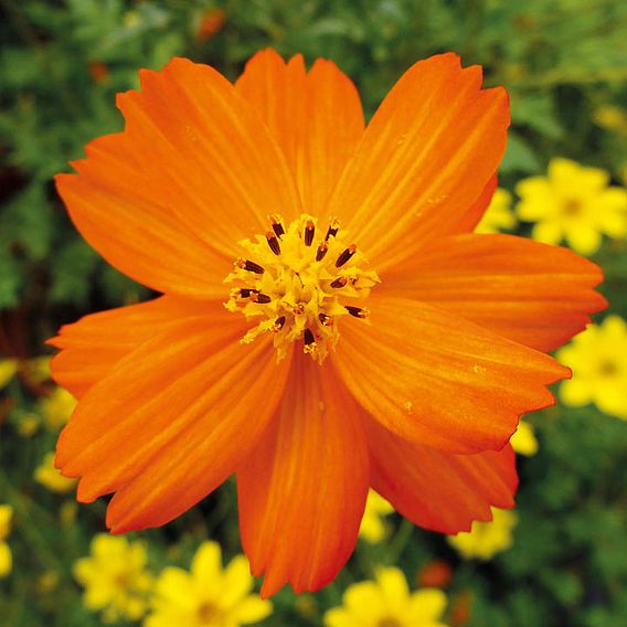 Cosmos 'Tango' - Seeds