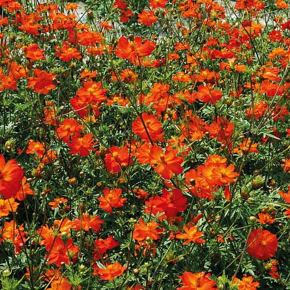 Cosmos 'Tango' - Seeds